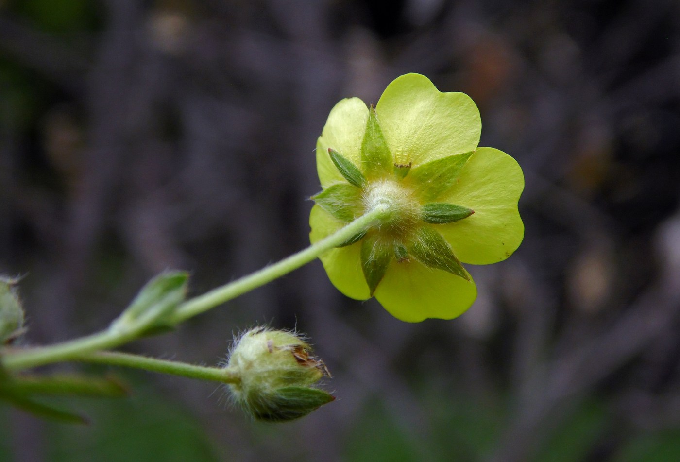 Image of Potentilla caucasica specimen.