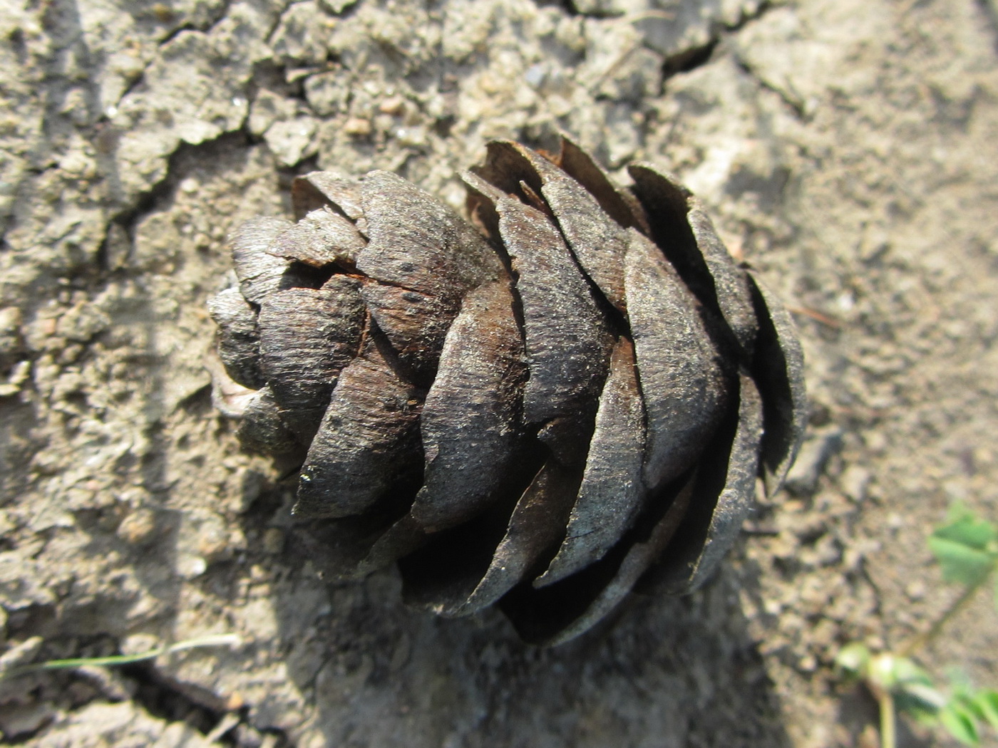 Image of genus Larix specimen.