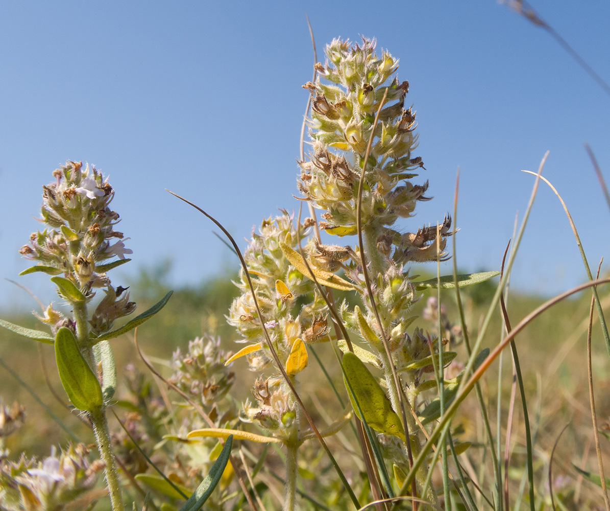 Изображение особи род Thymus.