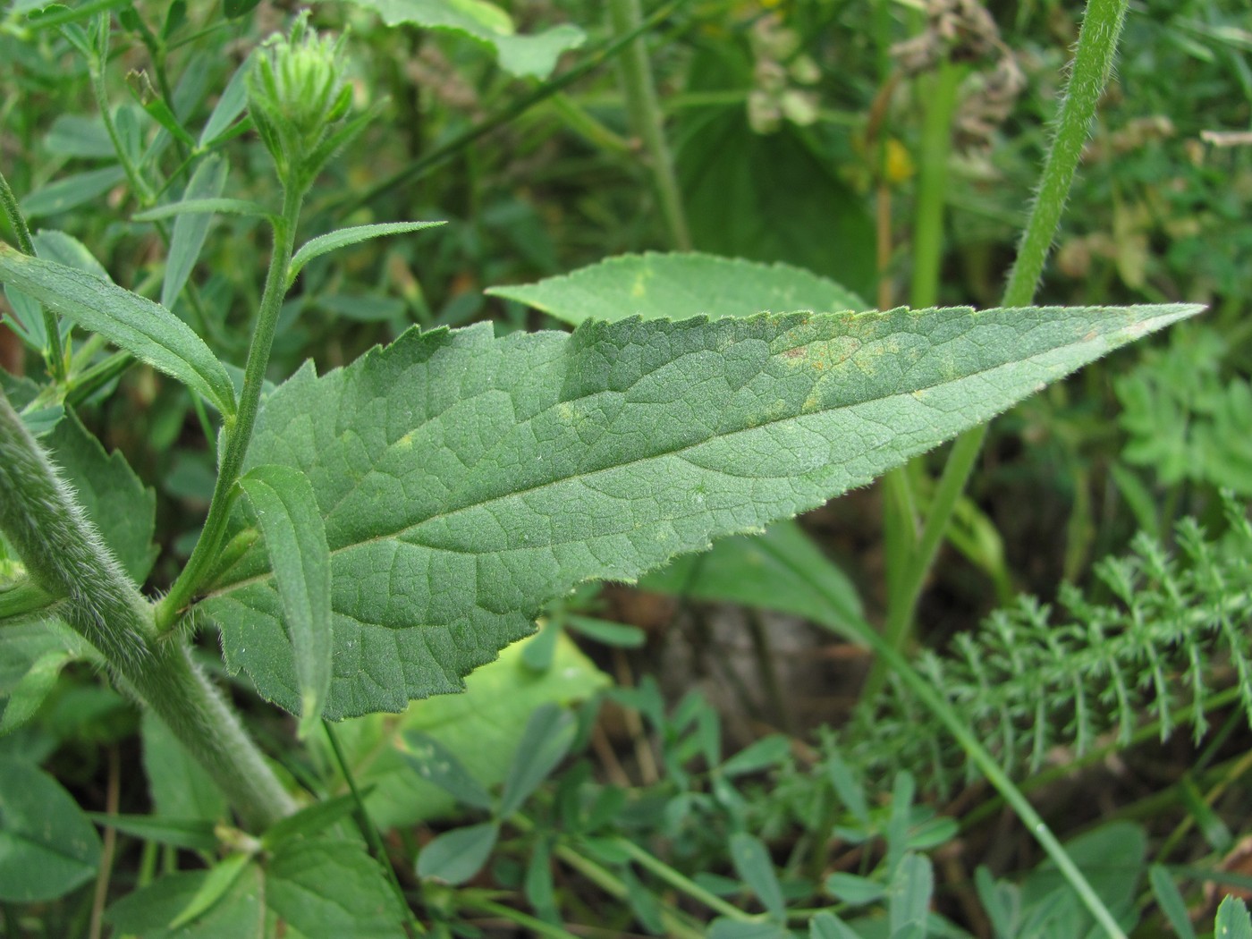 Image of genus Campanula specimen.