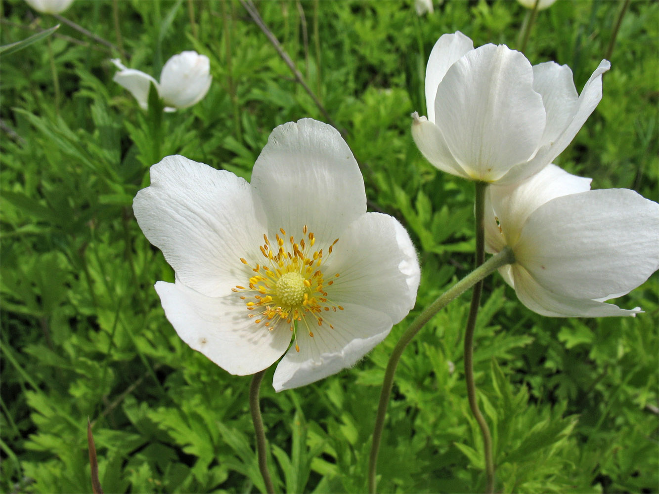 Изображение особи Anemone sylvestris.