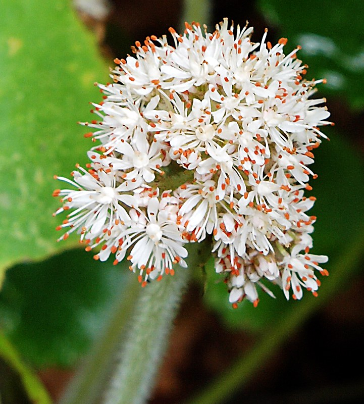 Изображение особи Micranthes manchuriensis.