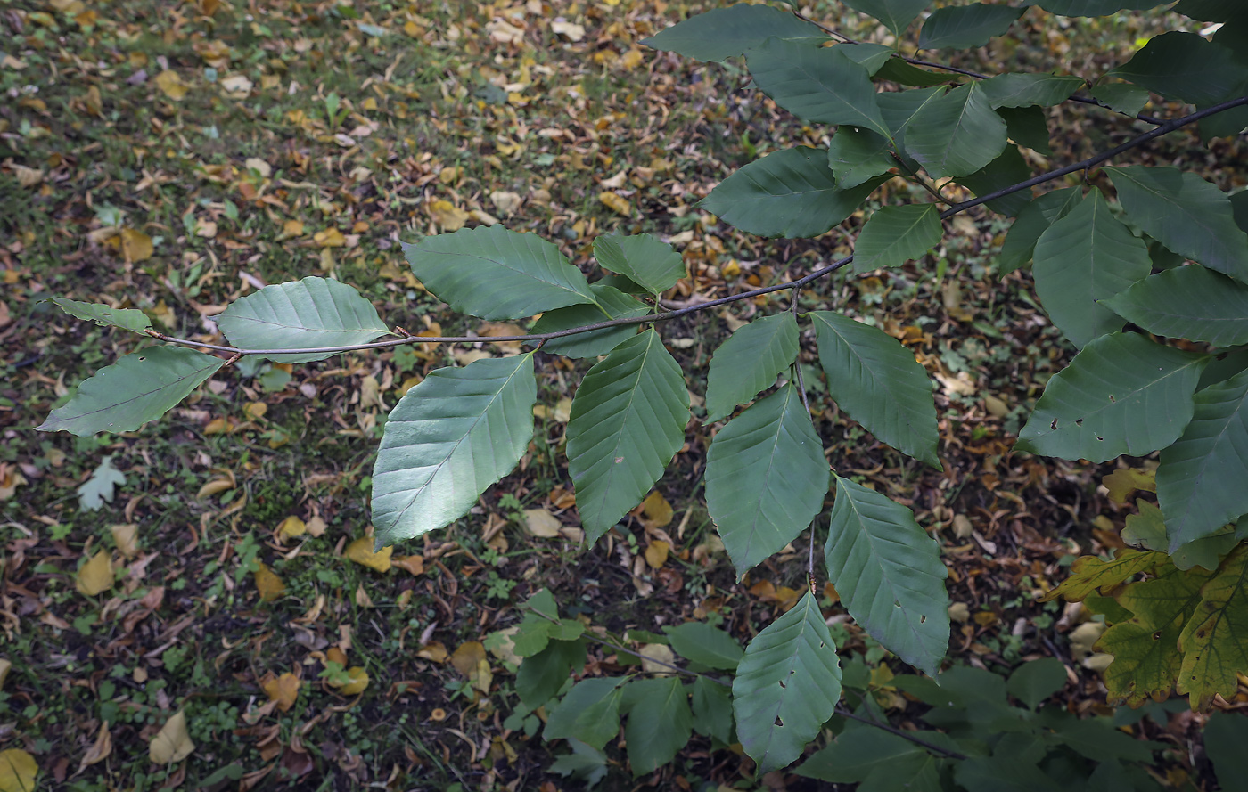 Изображение особи Fagus crenata.