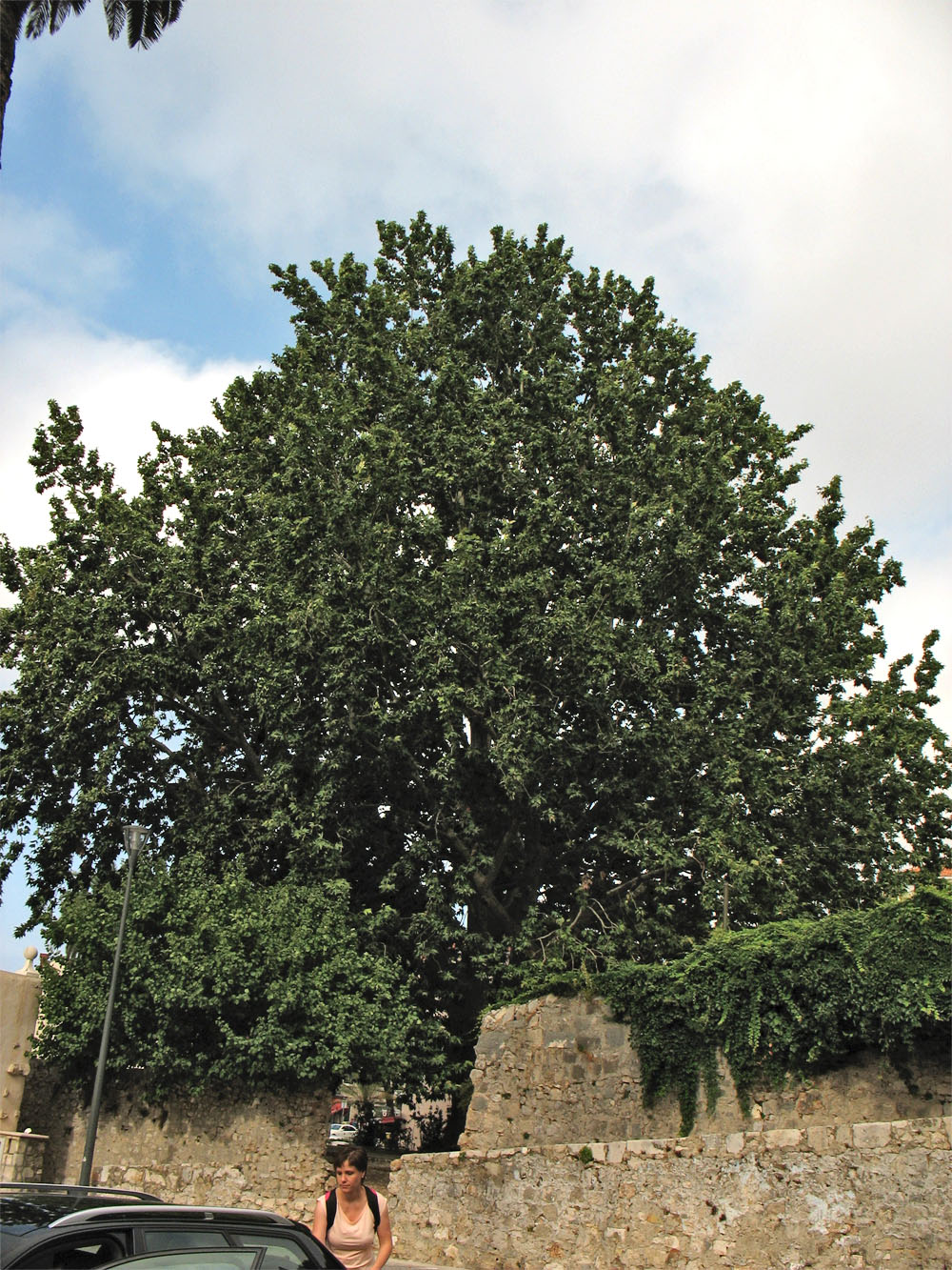 Image of Platanus orientalis specimen.