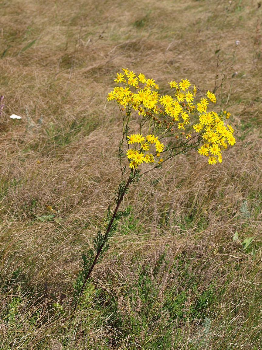 Изображение особи Senecio jacobaea.