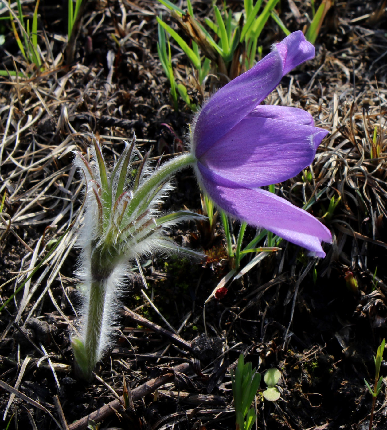 Image of Pulsatilla patens specimen.