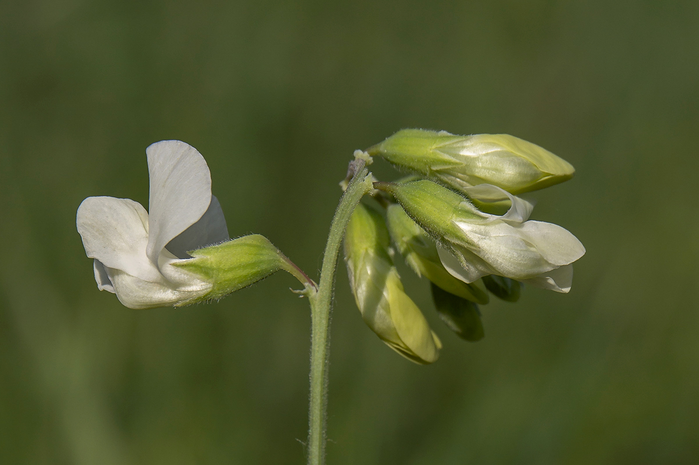 Изображение особи Lathyrus pallescens.