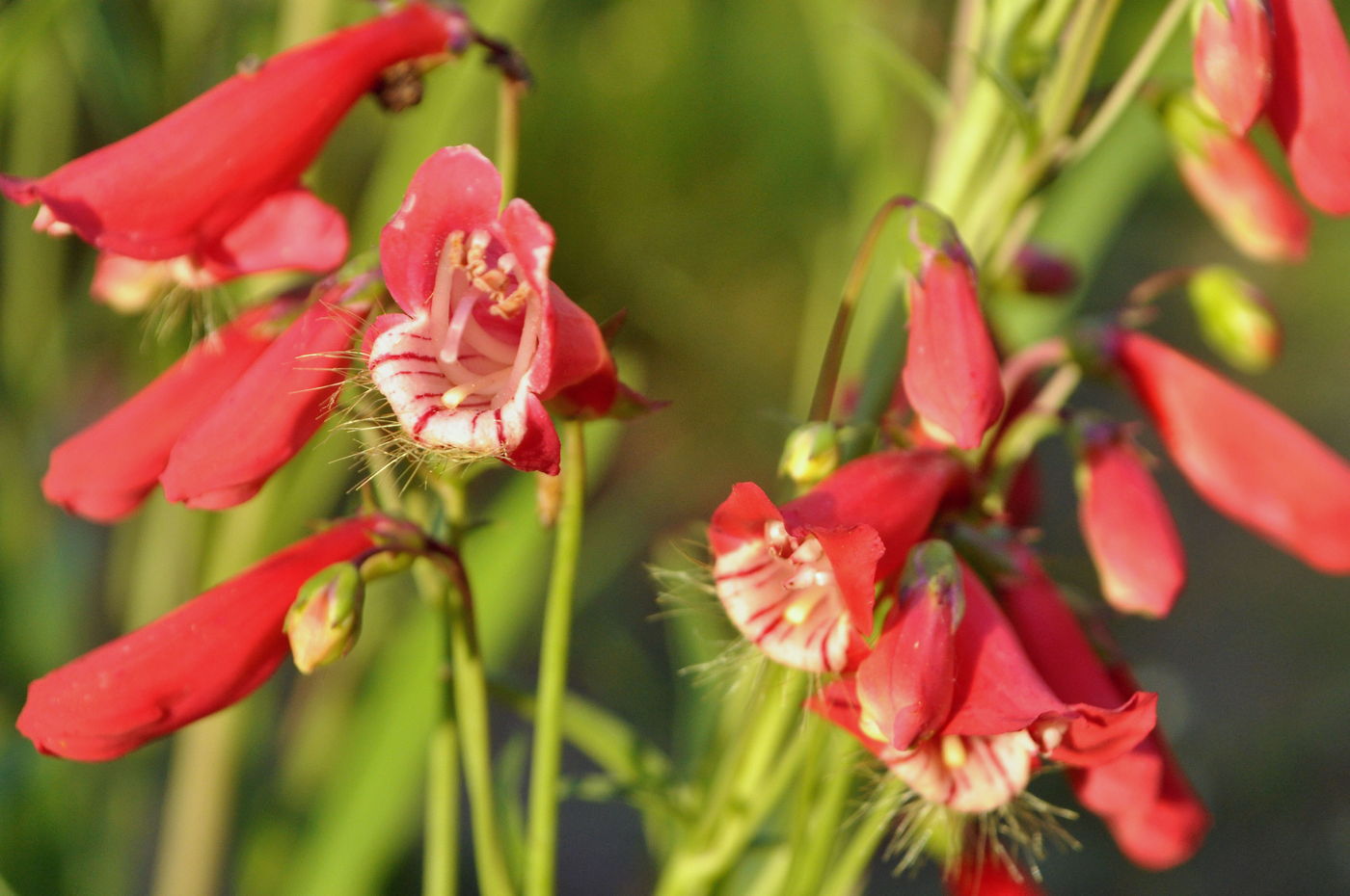 Изображение особи Penstemon barbatus.