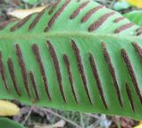 Смотреть изображение Phyllitis japonica