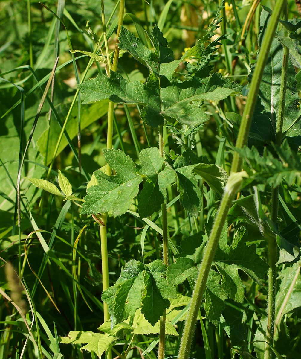 Image of Heracleum sibiricum specimen.