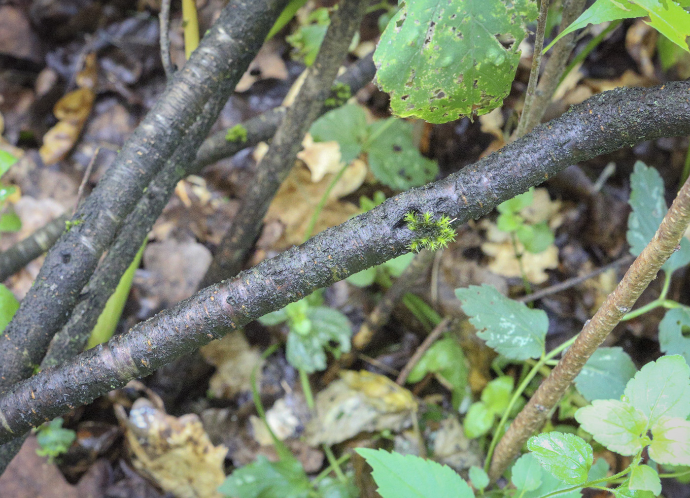 Image of Amygdalus ledebouriana specimen.