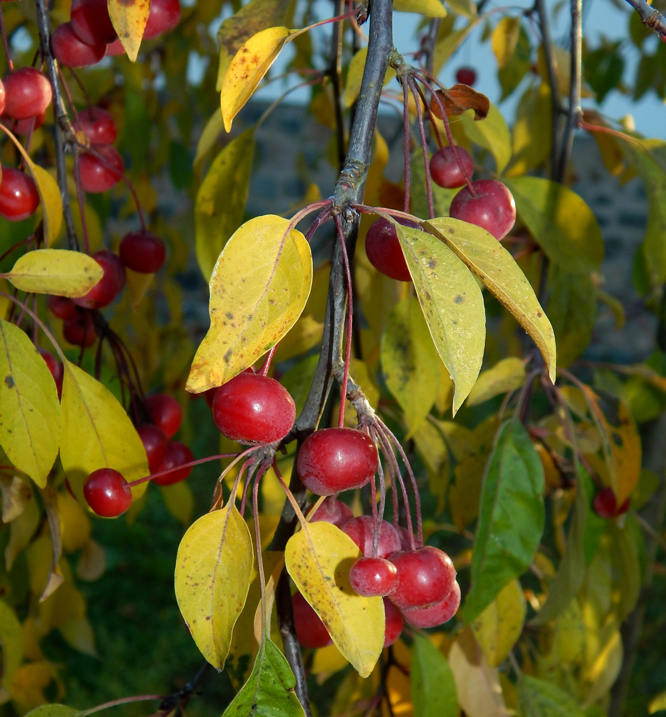 Изображение особи Malus baccata.