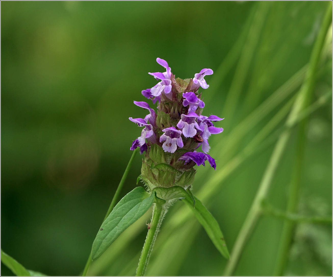 Image of Prunella vulgaris specimen.