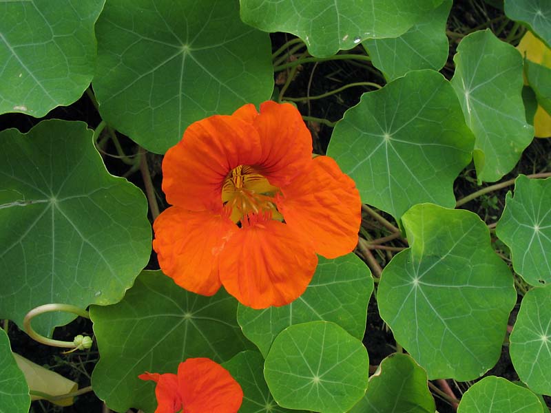 Изображение особи Tropaeolum majus.