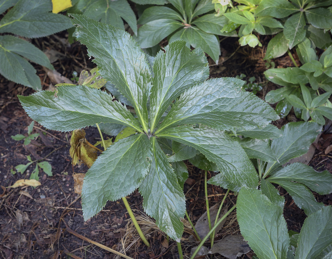 Изображение особи род Helleborus.