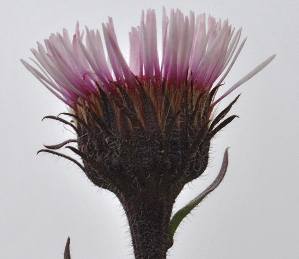 Image of genus Erigeron specimen.