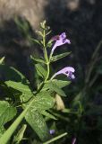 Nepeta sibirica