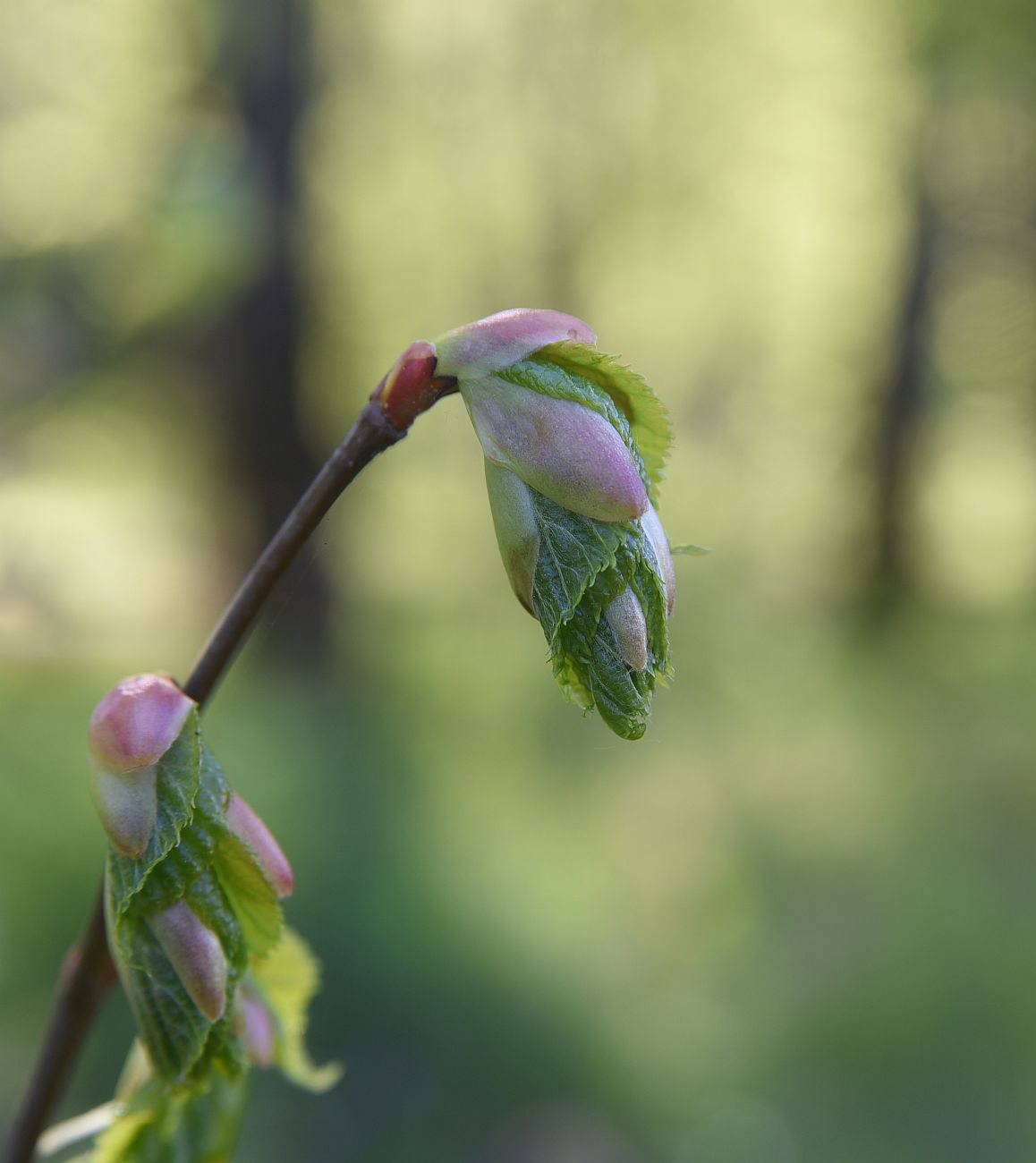 Image of Tilia cordata specimen.