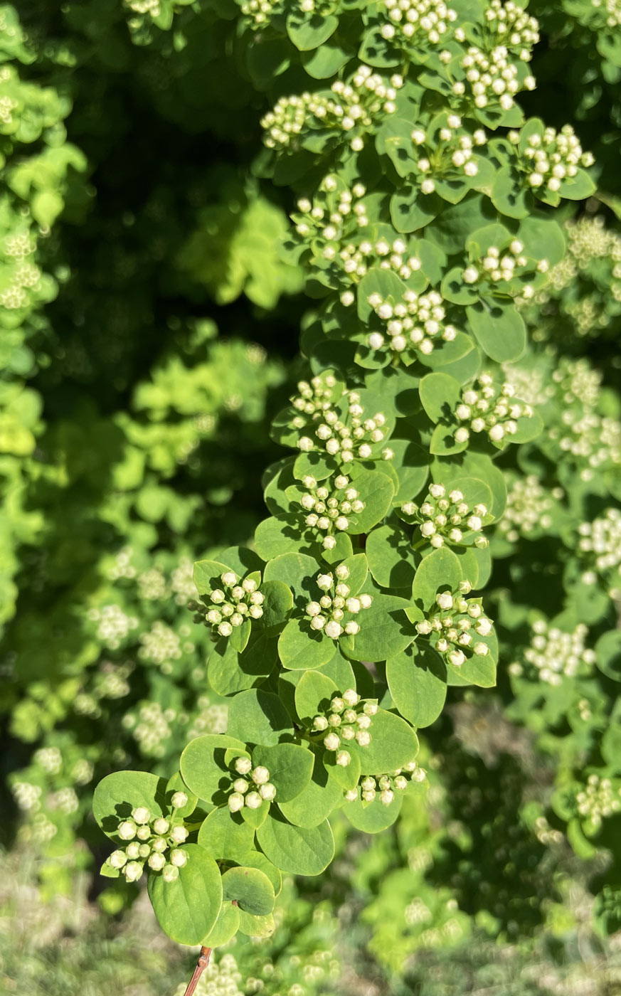 Image of Spiraea nipponica specimen.