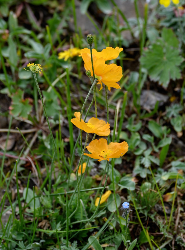 Изображение особи Papaver croceum.