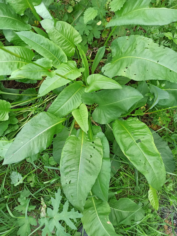 Изображение особи Bistorta officinalis.