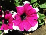 Petunia × atkinsiana