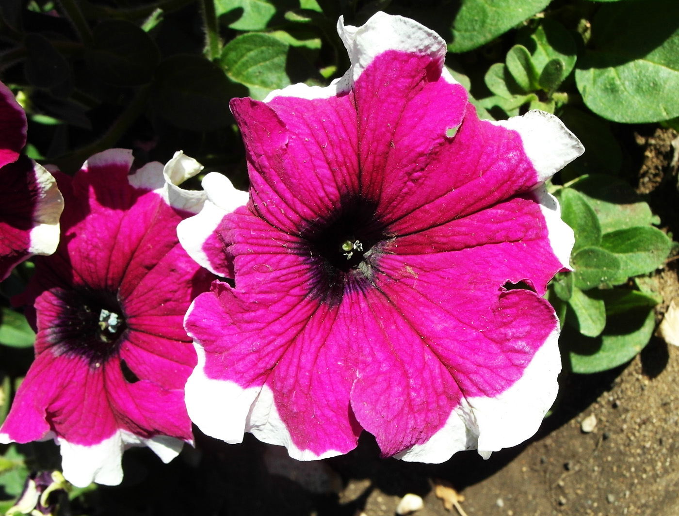 Изображение особи Petunia &times; hybrida.