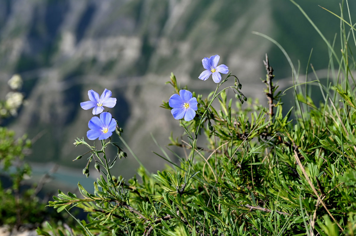 Изображение особи Linum austriacum.