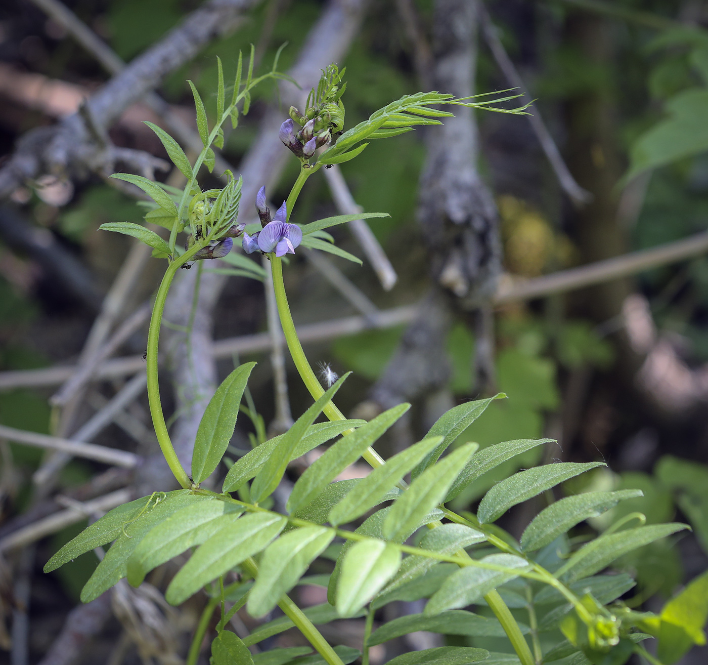 Изображение особи Vicia sepium.