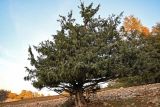 Juniperus oxycedrus