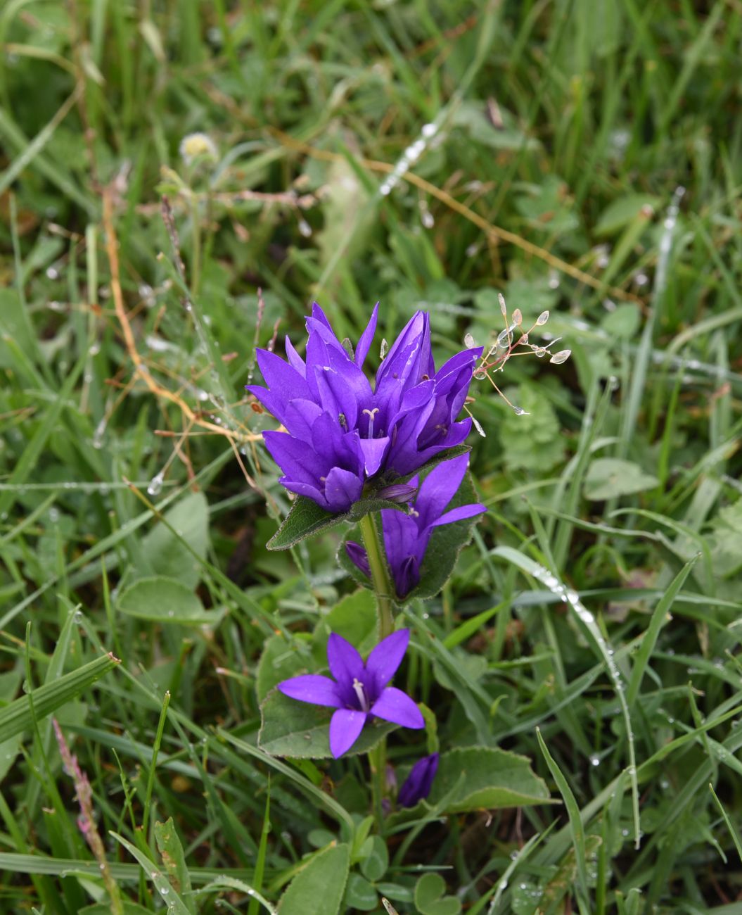 Изображение особи Campanula trautvetteri.