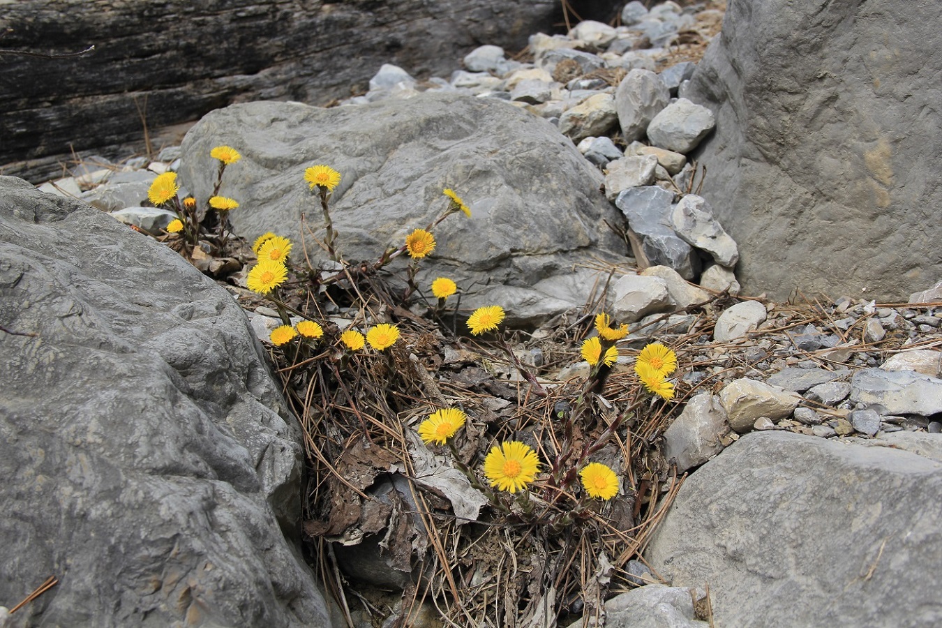 Image of Tussilago farfara specimen.