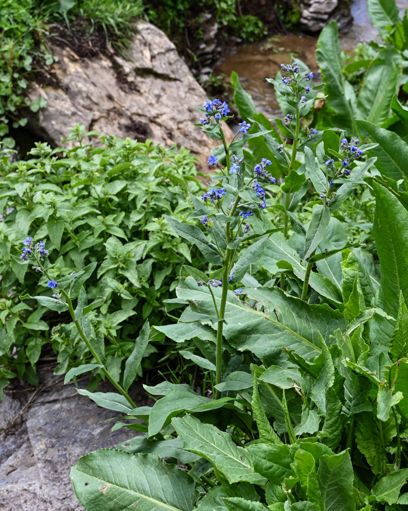 Изображение особи Cynoglossum capusii.