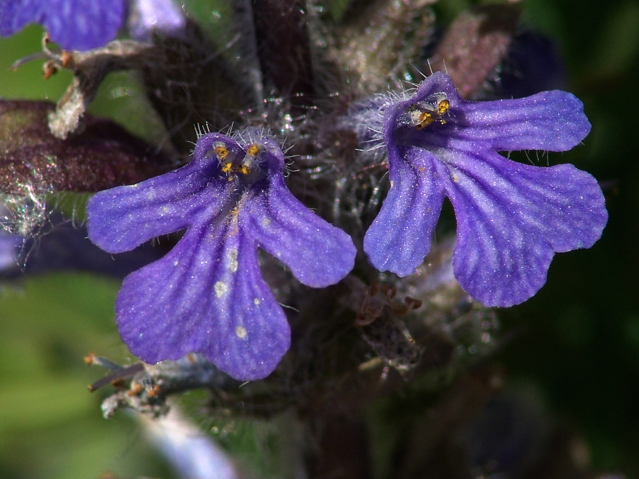 Image of Ajuga reptans specimen.