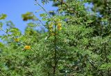 Vachellia nilotica. Верхушка ветви с соцветиями. Египет, мухафаза Асуан, о-в Агилика, каменистый сухой склон. 03.05.2023.