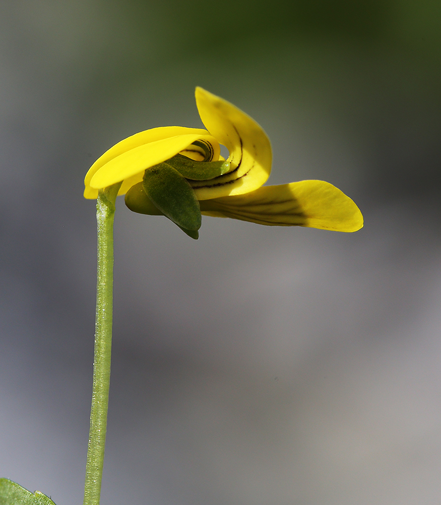 Изображение особи Viola biflora.