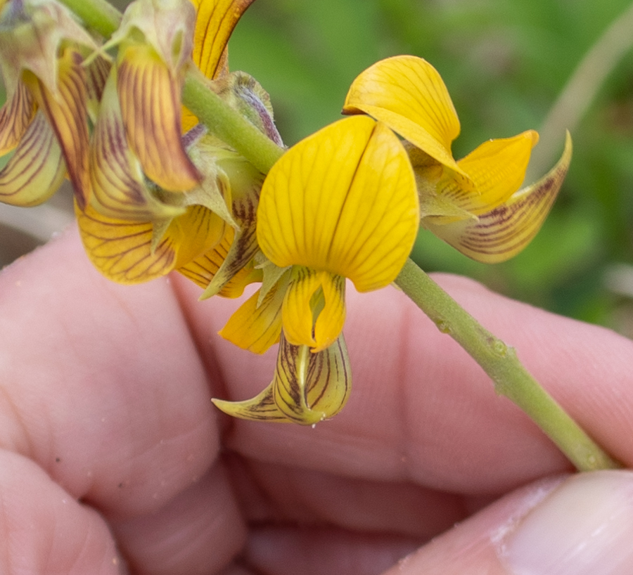 Image of Crotalaria pallida specimen.