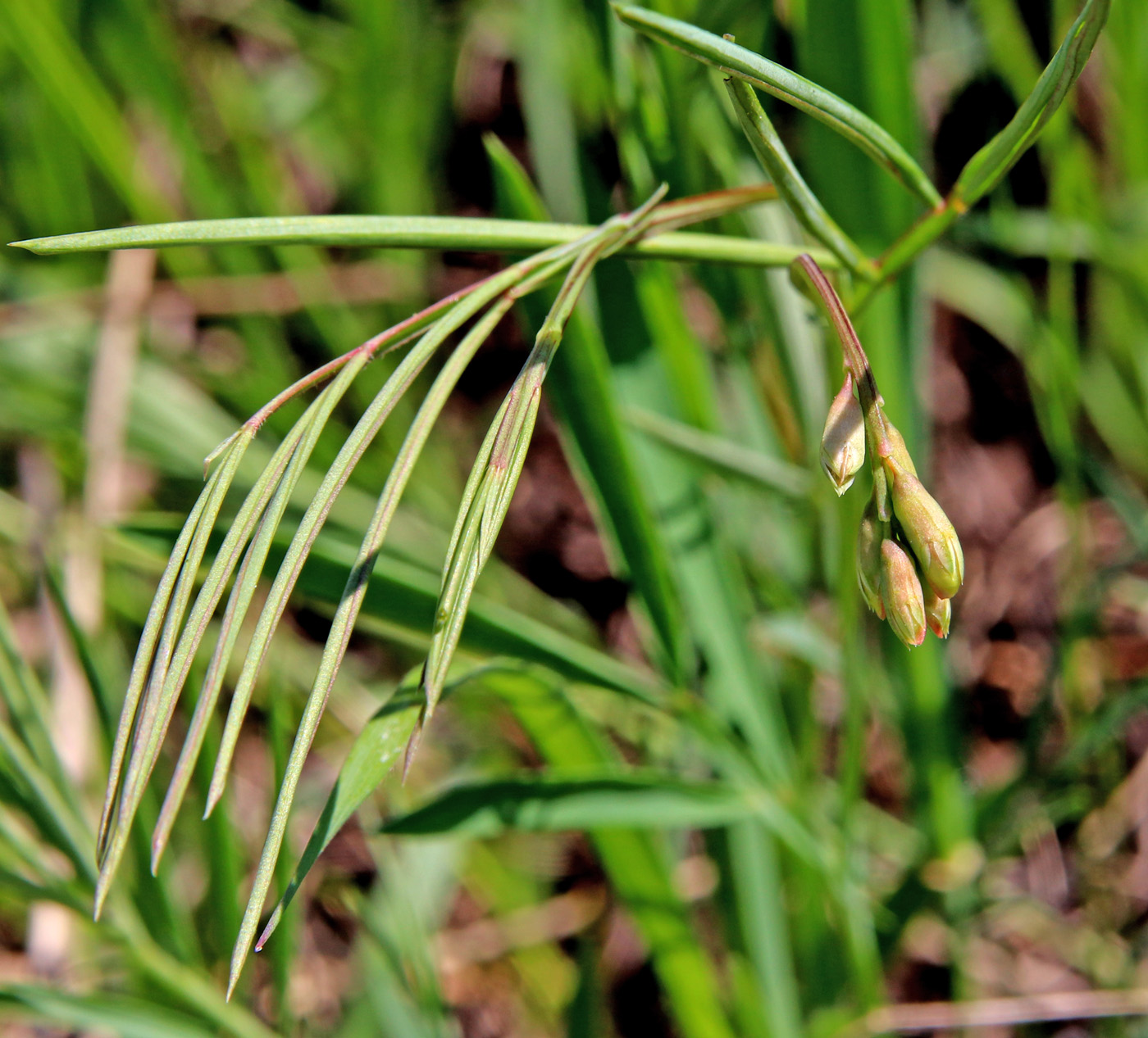 Изображение особи Lathyrus pannonicus.