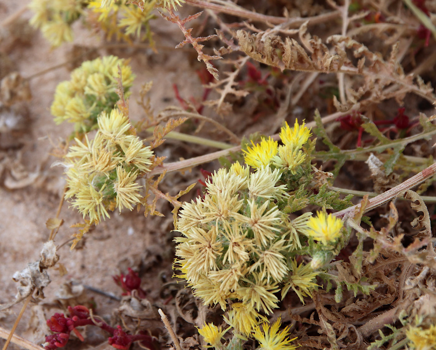 Image of Centaurea glomerata specimen.