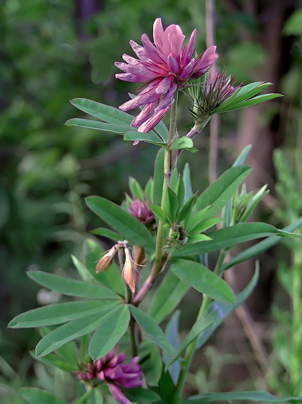 Image of Trifolium lupinaster specimen.