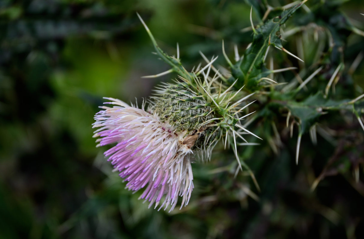 Изображение особи Cirsium echinus.