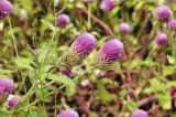 Gomphrena globosa. Верхушки побегов с доцветающими соцветиями. Таиланд, Бангкок, парк Люмпини, клумба. 30.08.2023.