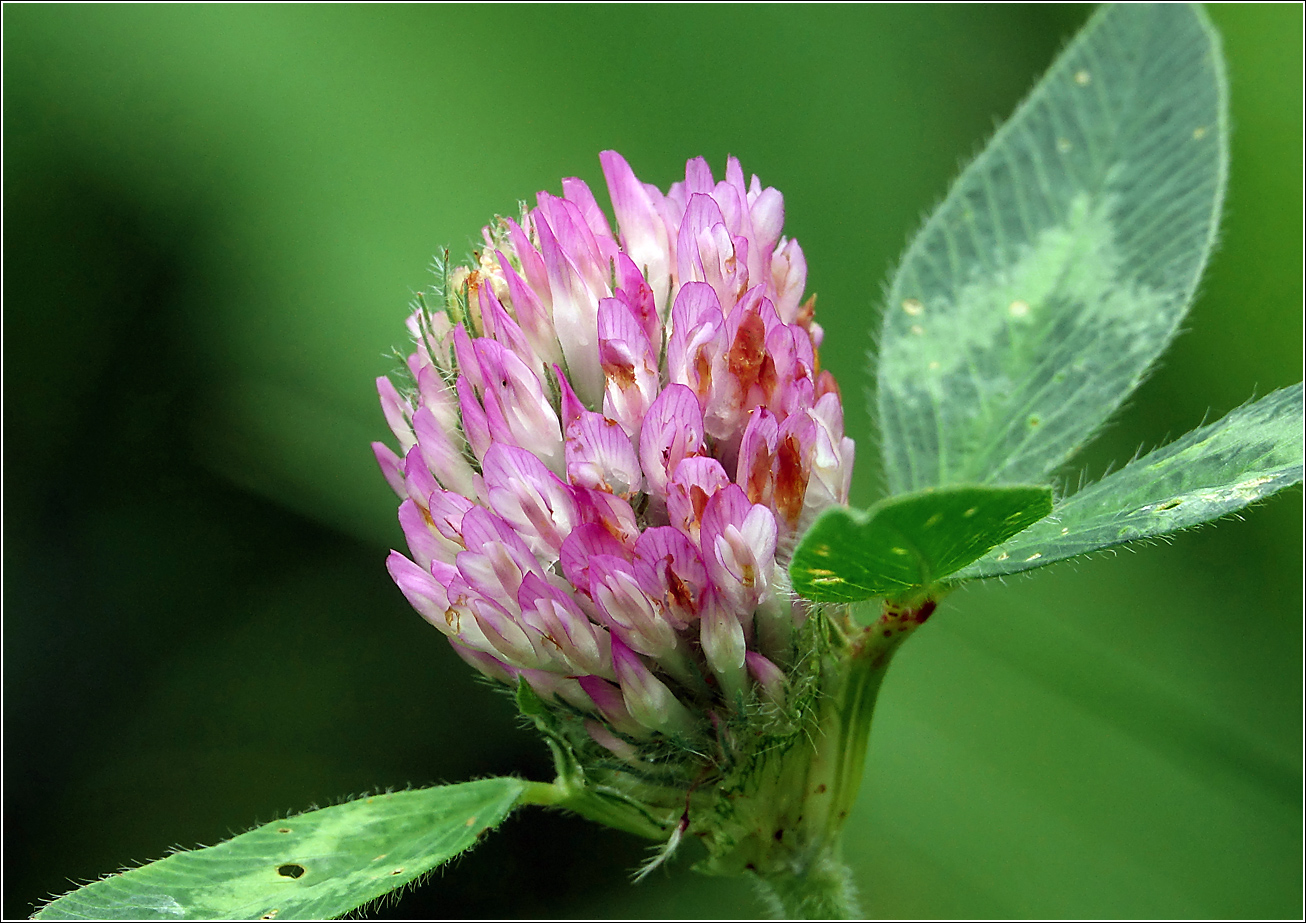 Image of Trifolium pratense specimen.