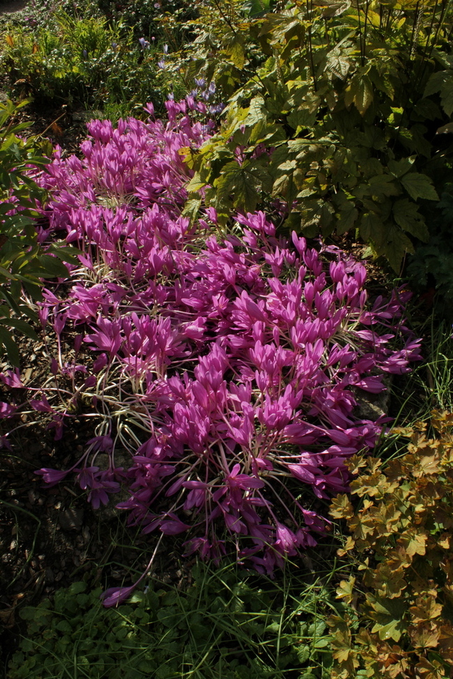 Изображение особи Colchicum &times; byzantinum.