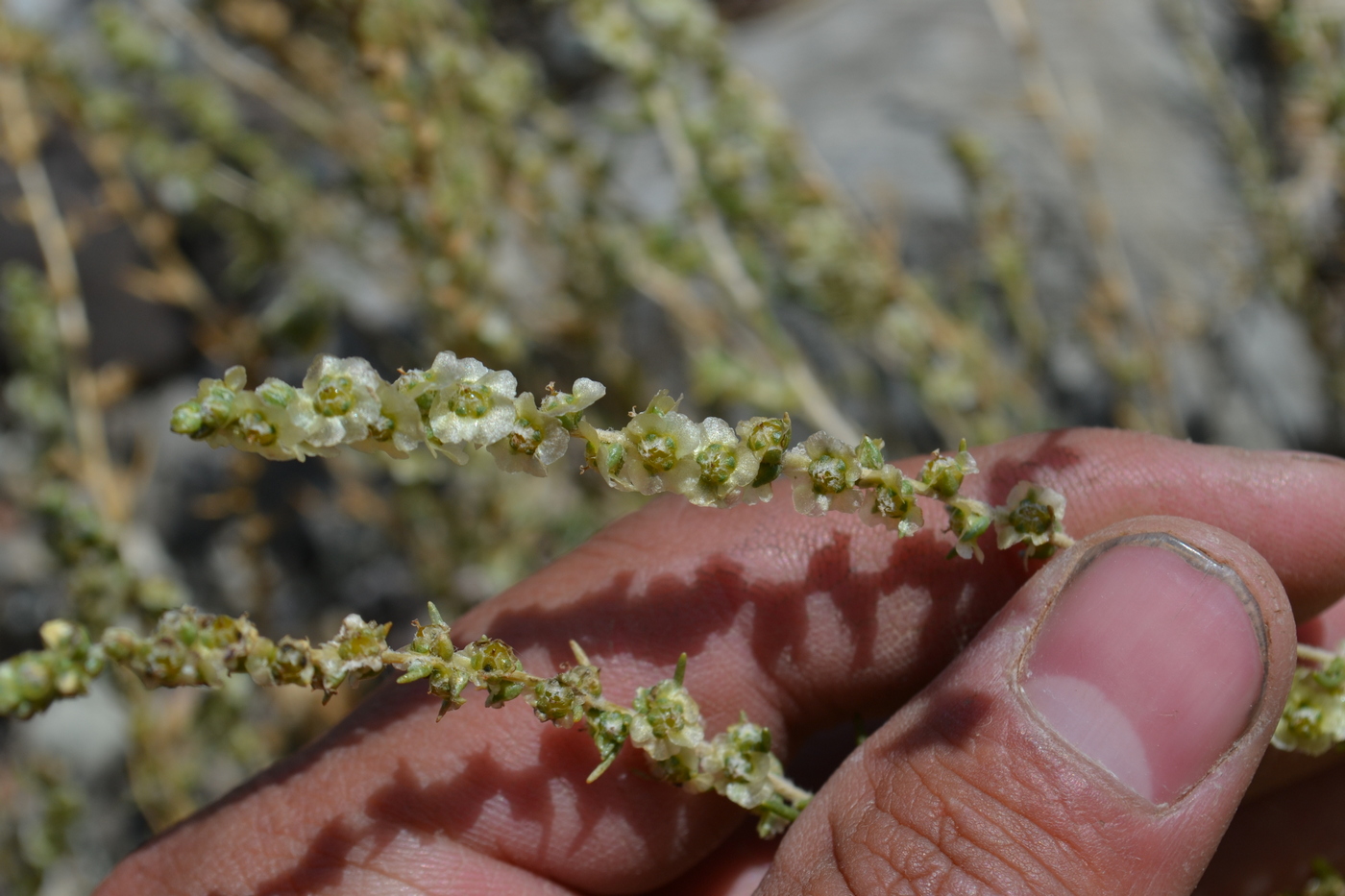 Image of Salsola dzhungarica specimen.