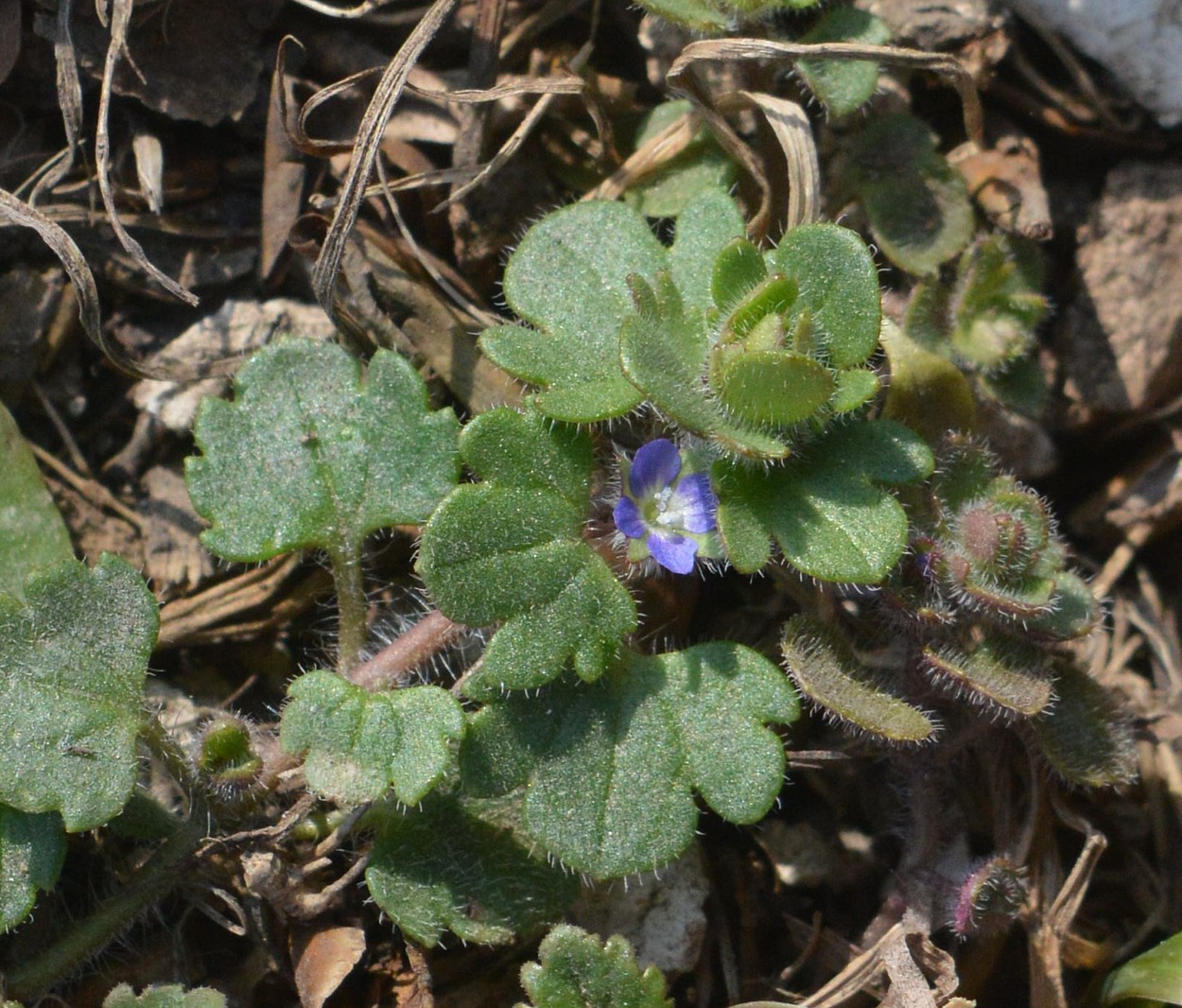 Image of Veronica triloba specimen.