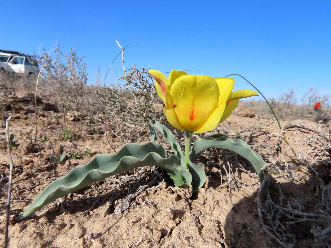 Image of Tulipa alberti specimen.