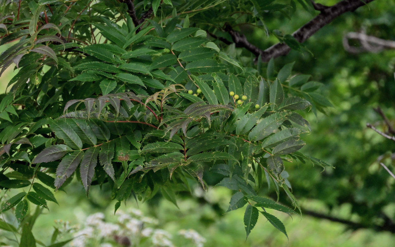 Image of Sorbus commixta specimen.