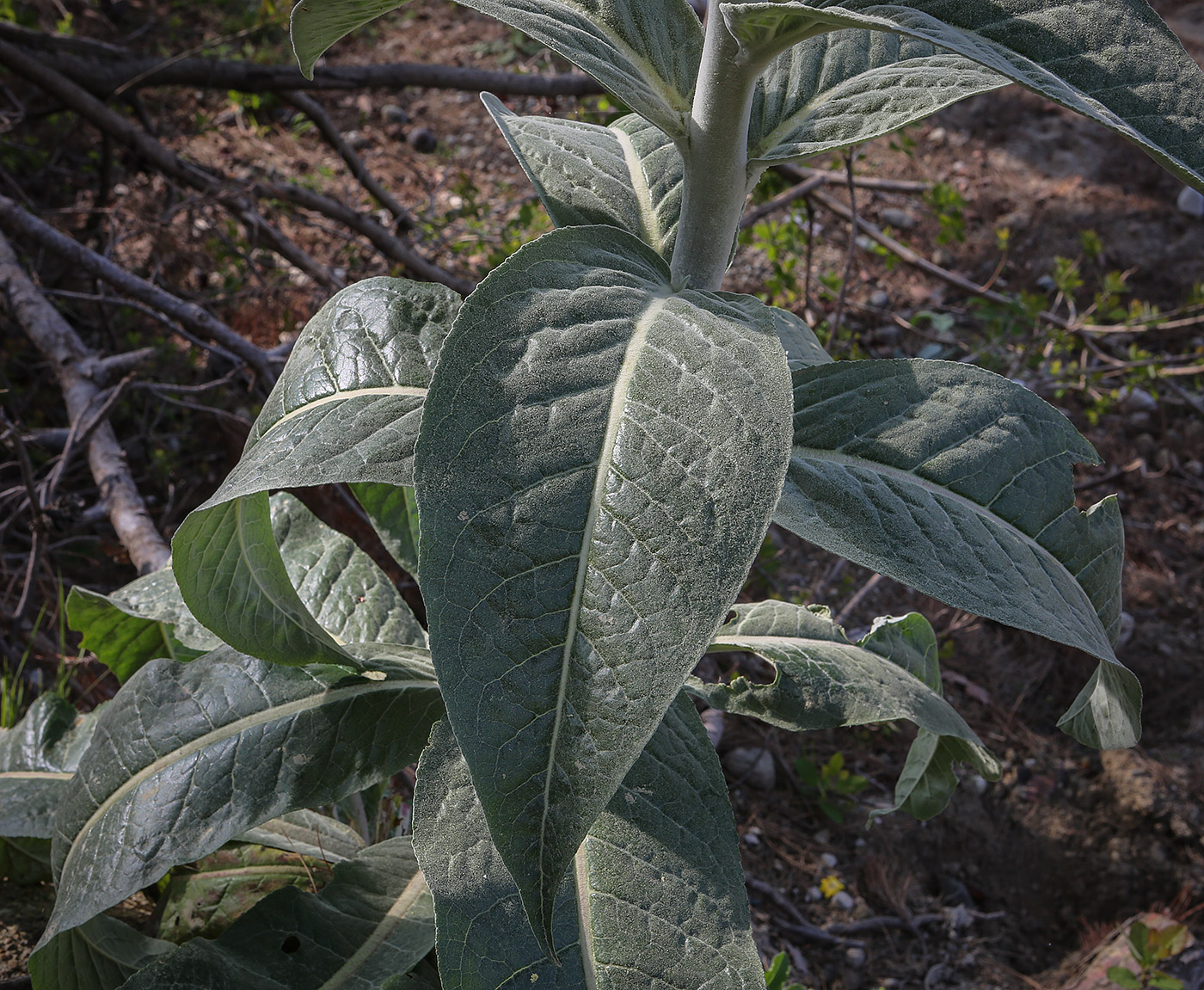 Изображение особи Verbascum gnaphalodes.