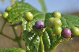 Ampelopsis brevipedunculata